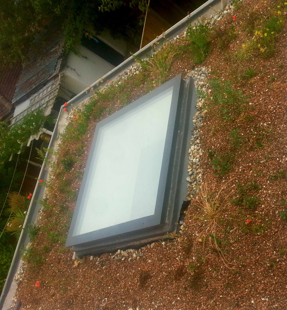 sedum, plug plants, green roof, skylight