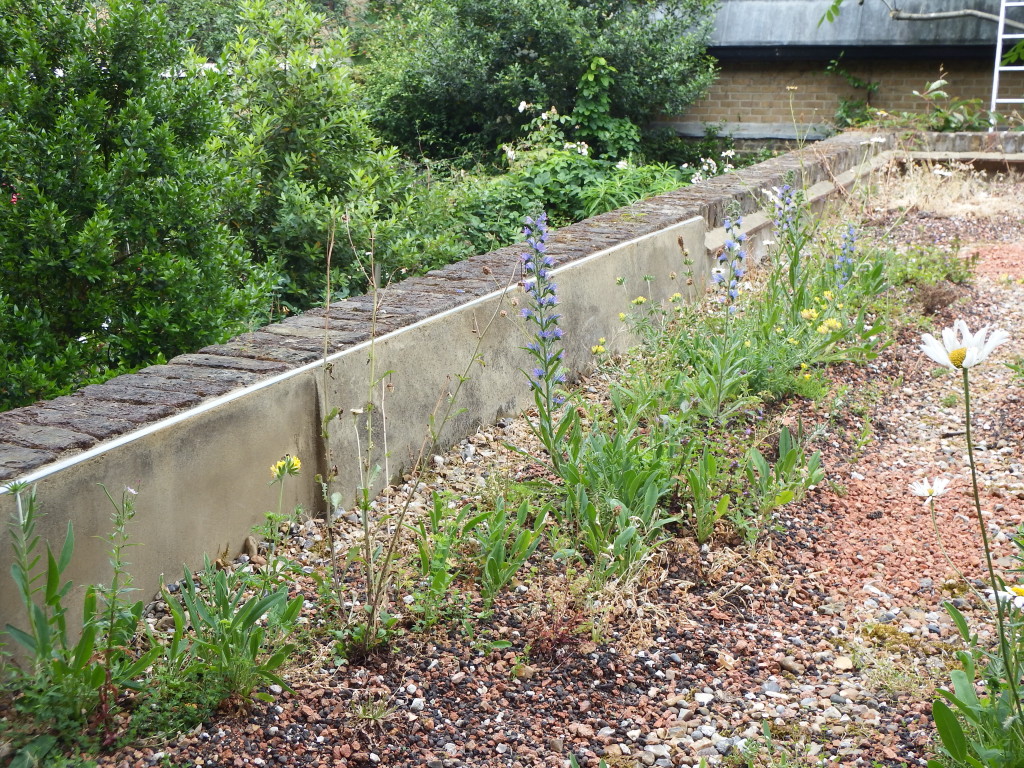 The flowers are growing well including the grape hyacinth