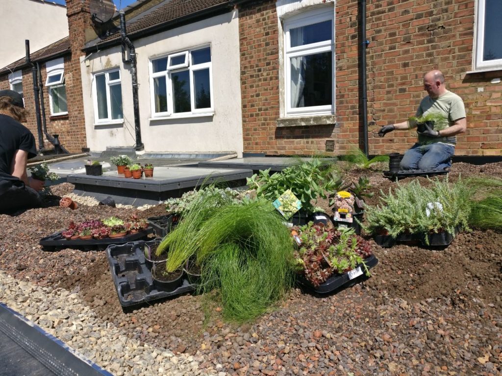 Planting, workers grass