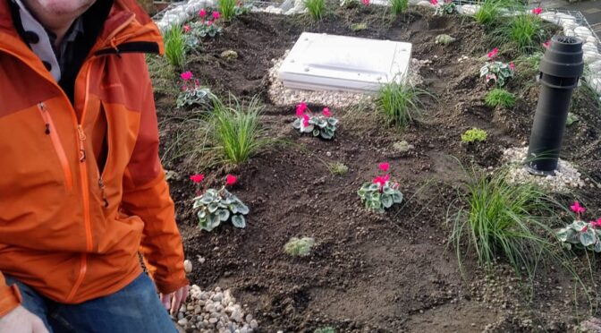 Gabions and cyclamen, a new green roof in Herne Hill