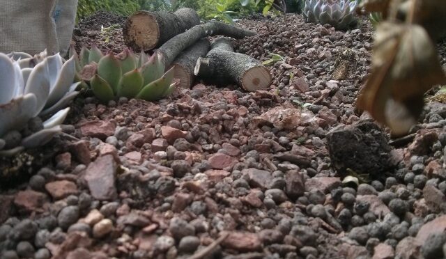 East dulwich green roof