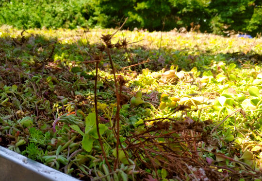 ‘Spectacular’ green roof in Dulwich