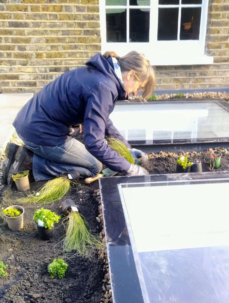 Tania planting the roof